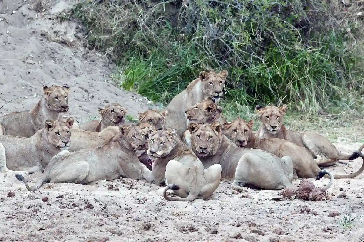 Lions Eating After a Hunt